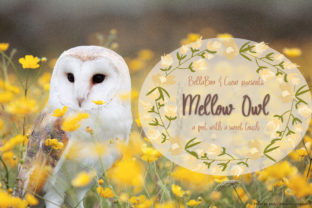 Mellow Owl: A Sweet Script Handwritten Font for Cozy Branding
